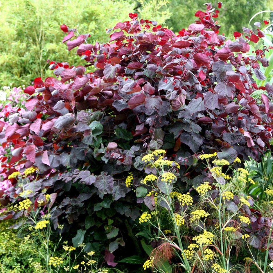 <i>Cercis canadensis</i> 'Forest Pansy'