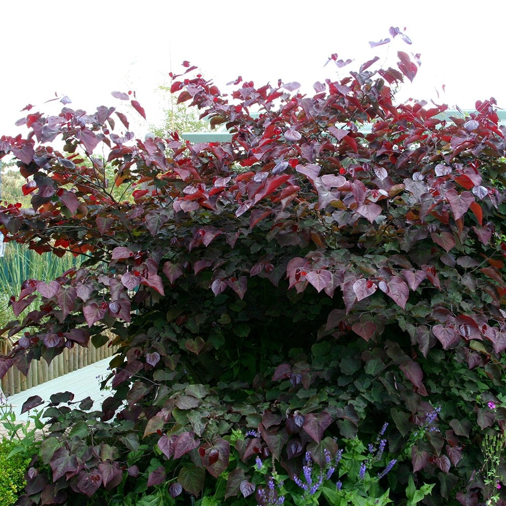 <i>Cercis canadensis</i> 'Forest Pansy'