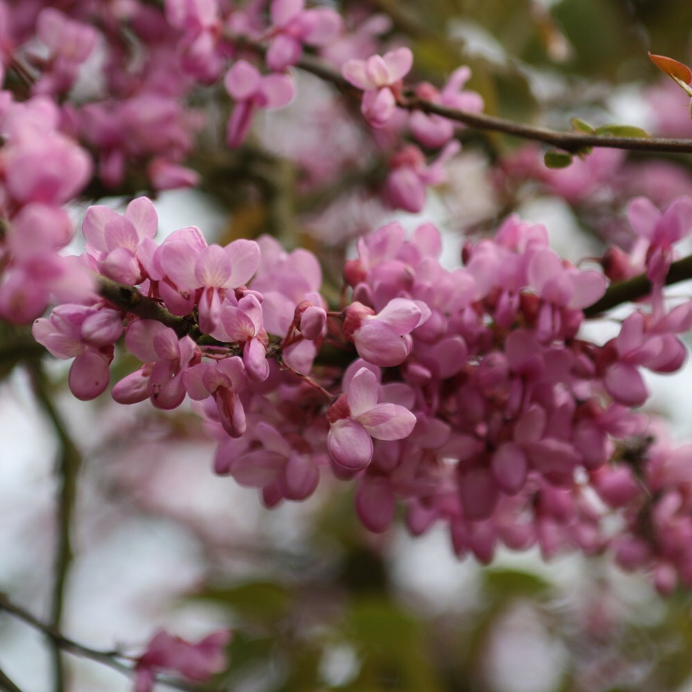 Buy Judas tree Cercis siliquastrum Delivery by Waitrose Garden in