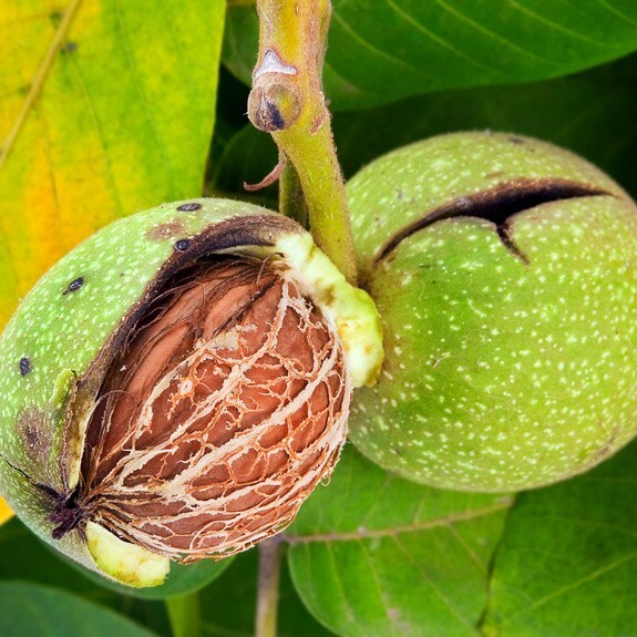 Buy common walnut Juglans regia Delivery by Waitrose Garden in