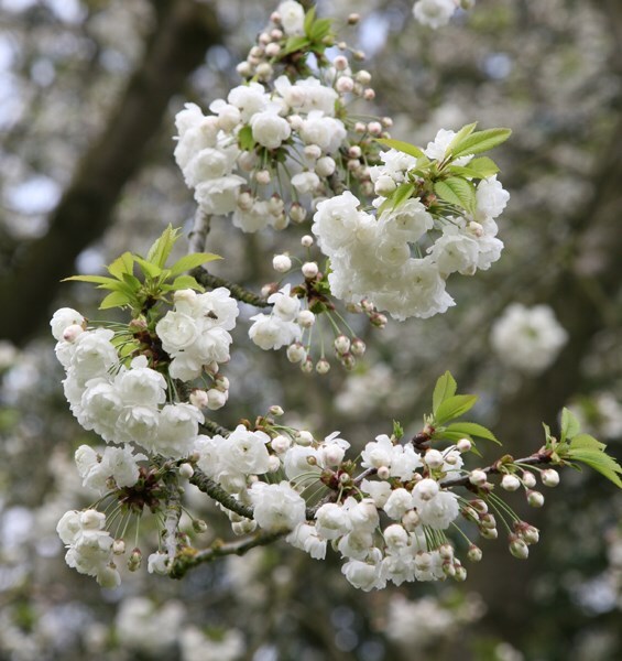 <i>Prunus avium</i> 'Plena'