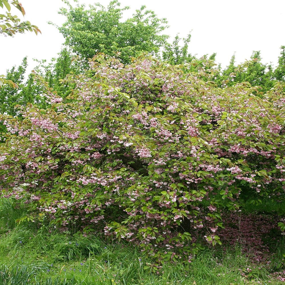<i>Prunus</i> 'Fugenzō'