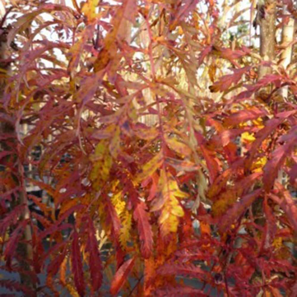 <i>Sorbus</i> 'Chinese Lace'
