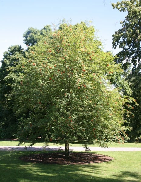 <i>Sorbus ulleungensis</i> 'Olympic Flame'