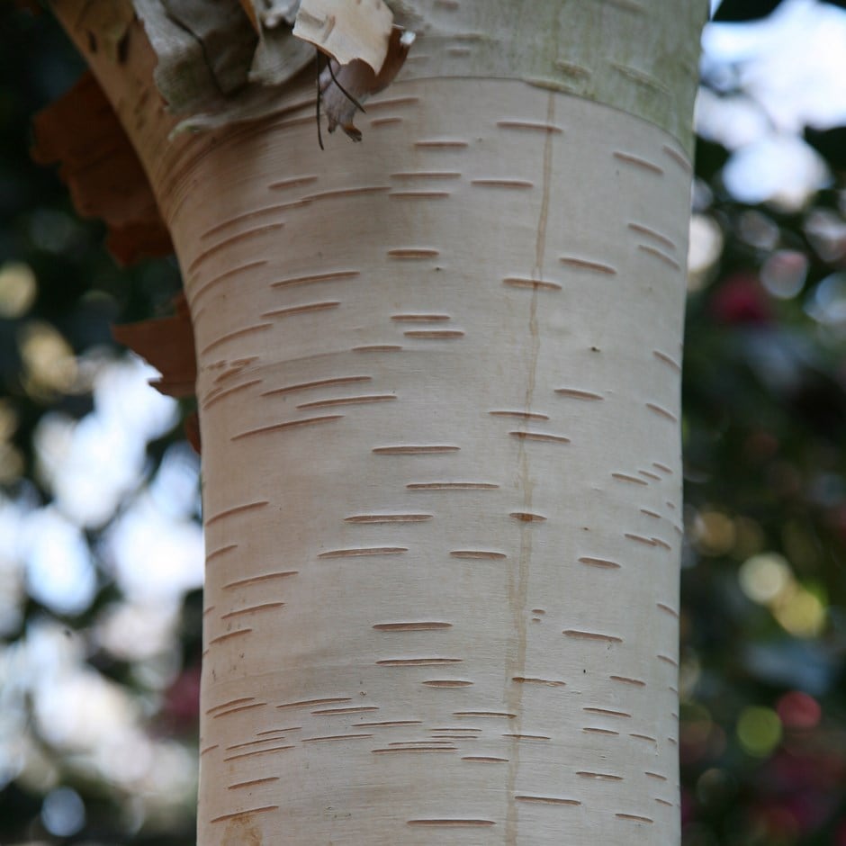 <I>Betula utilis</i> subsp. <i>jacquemontii</i> 'Grayswood Ghost'