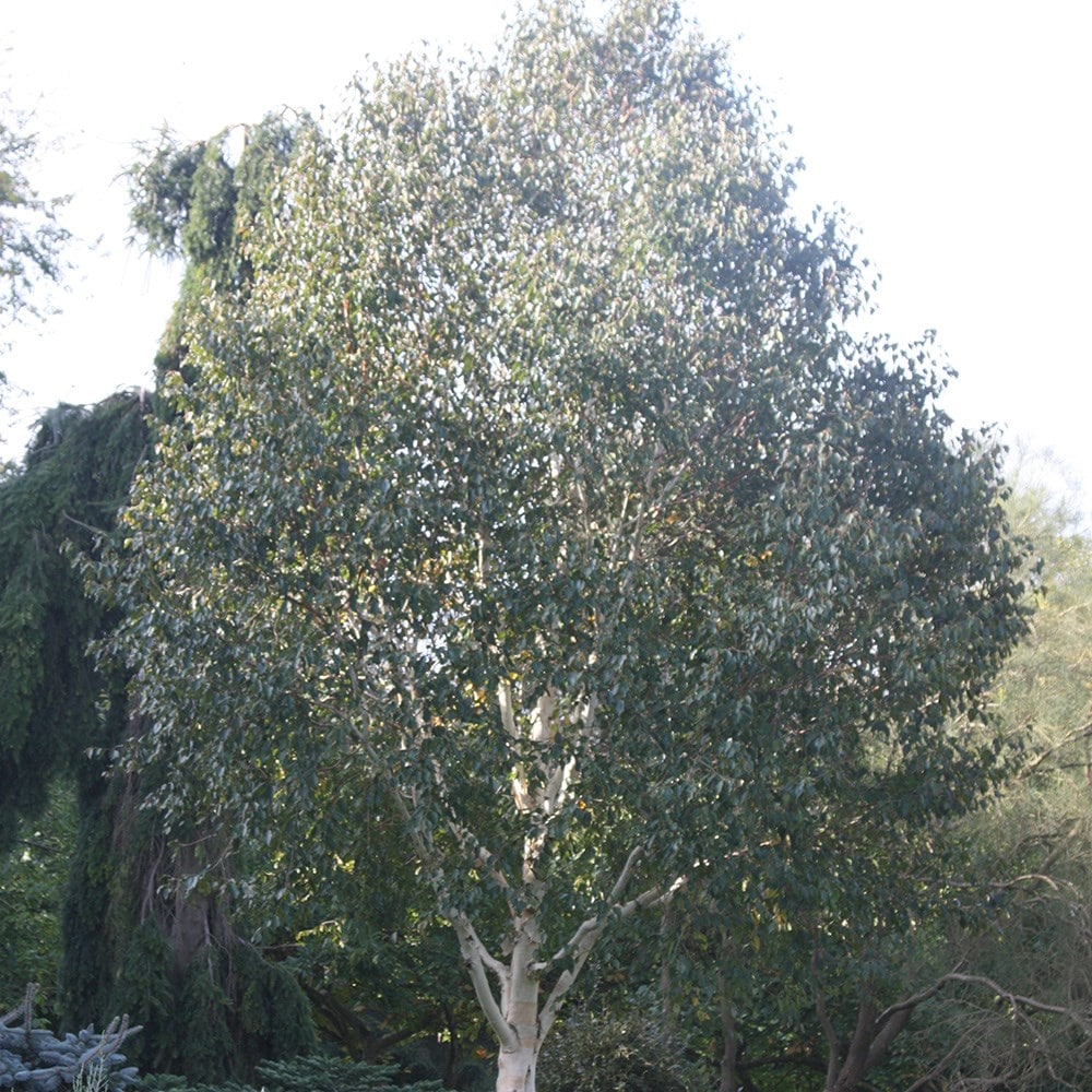 <I>Betula utilis</i> subsp. <i>jacquemontii</i> 'Grayswood Ghost'