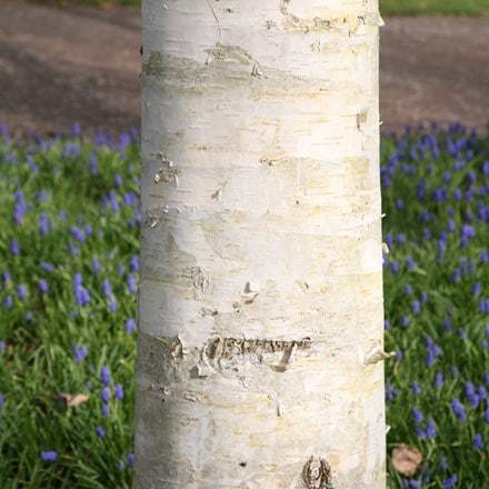 west himalayan birch