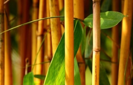 Bamboo Plants