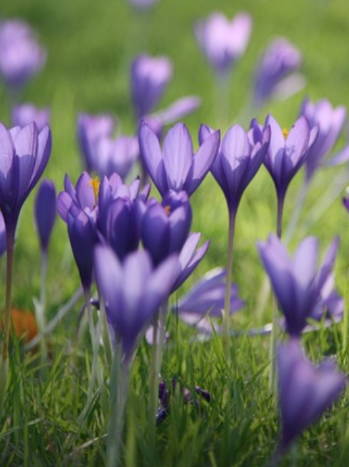 Autumn Bulbs Sale