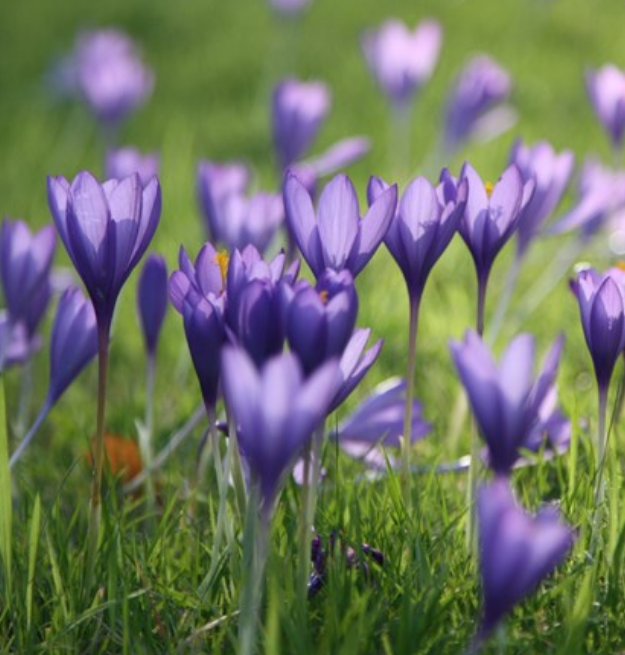 Autumn Bulbs Sale
