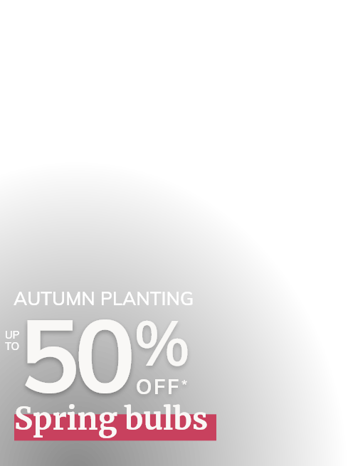 Autumn Bulbs Sale