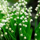 Convallaria majalis | Lily-of-the-valley |