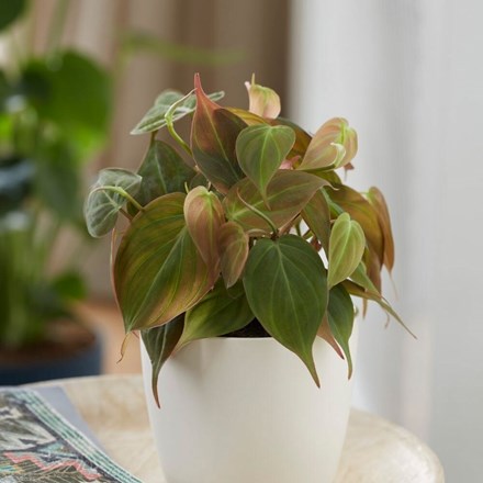 Philodendron scandens 'Micans' | Sweetheart Plant or Heart-leaf