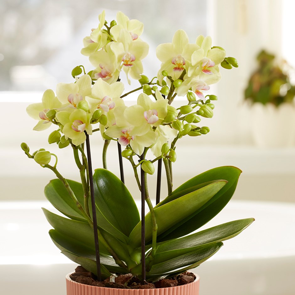 Phalaenopsis Boquetto Sensation | Moth Orchid