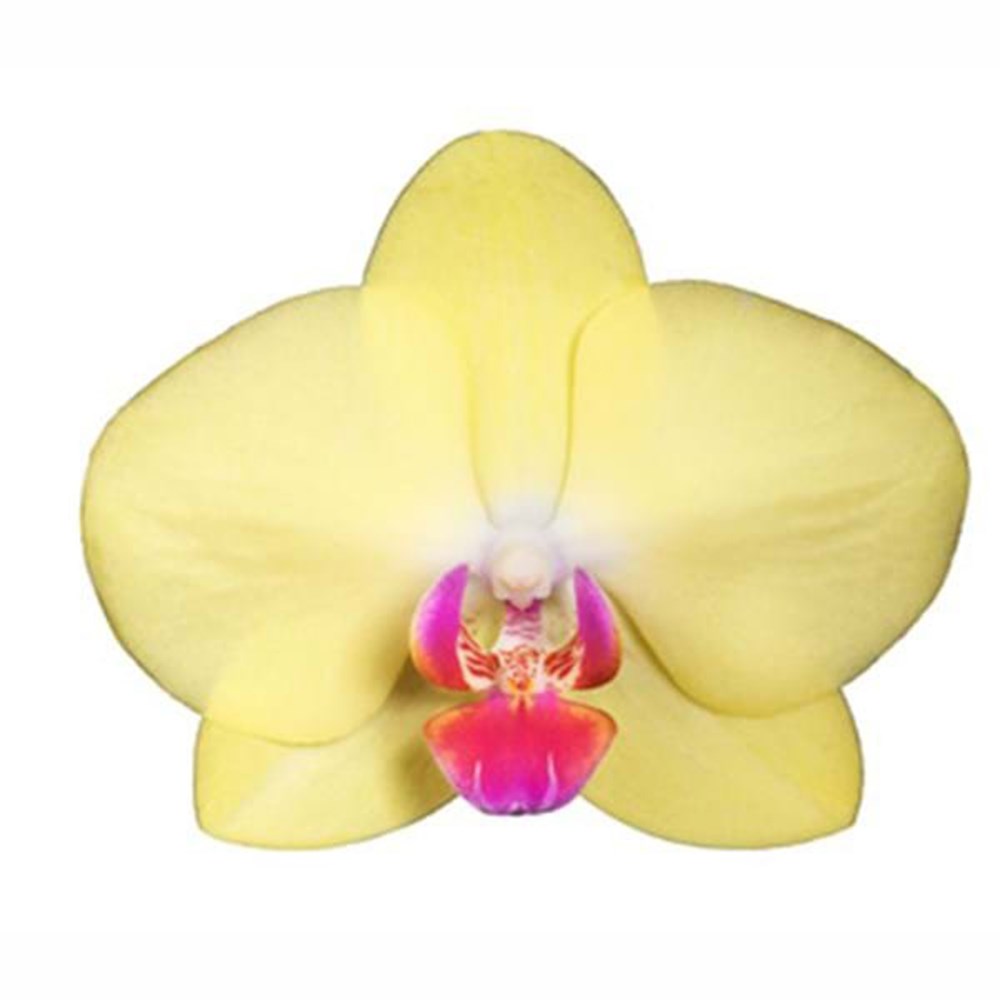 Phalaenopsis Miraflore | Moth Orchid