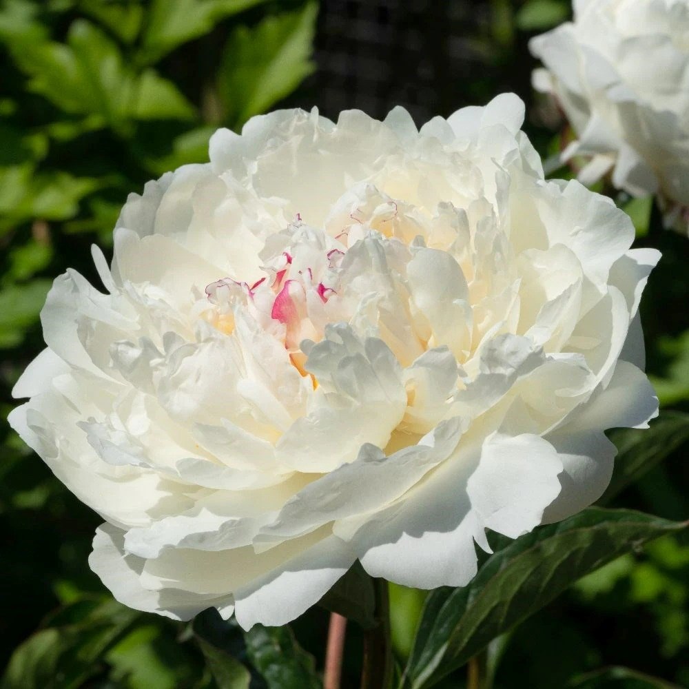 Potted Peonies: 40% off