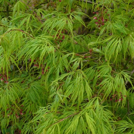 Acer palmatum 'Dissectum' | Cut-leaved Japanese Maple |  | 40cm tall