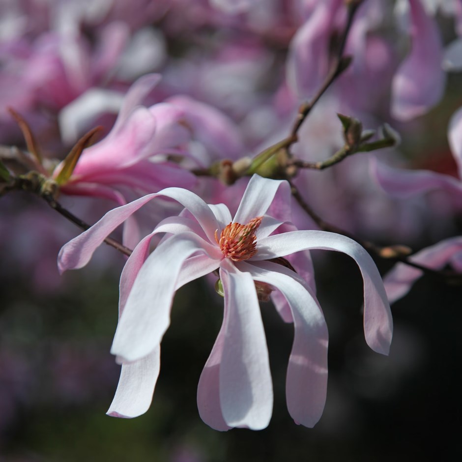 Magnolia × loebneri 'Leonard Messel' | Magnolia | 3L Pot