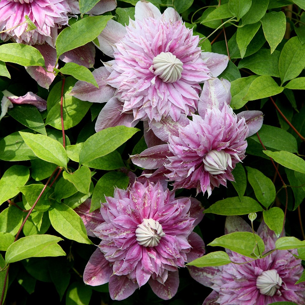 Clematis Josephine | Early Large Flowered Clematis