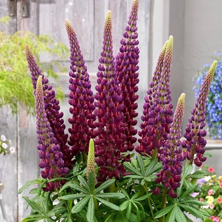 Lupinus 'Masterpiece' (PBR) | West Country Lupin |