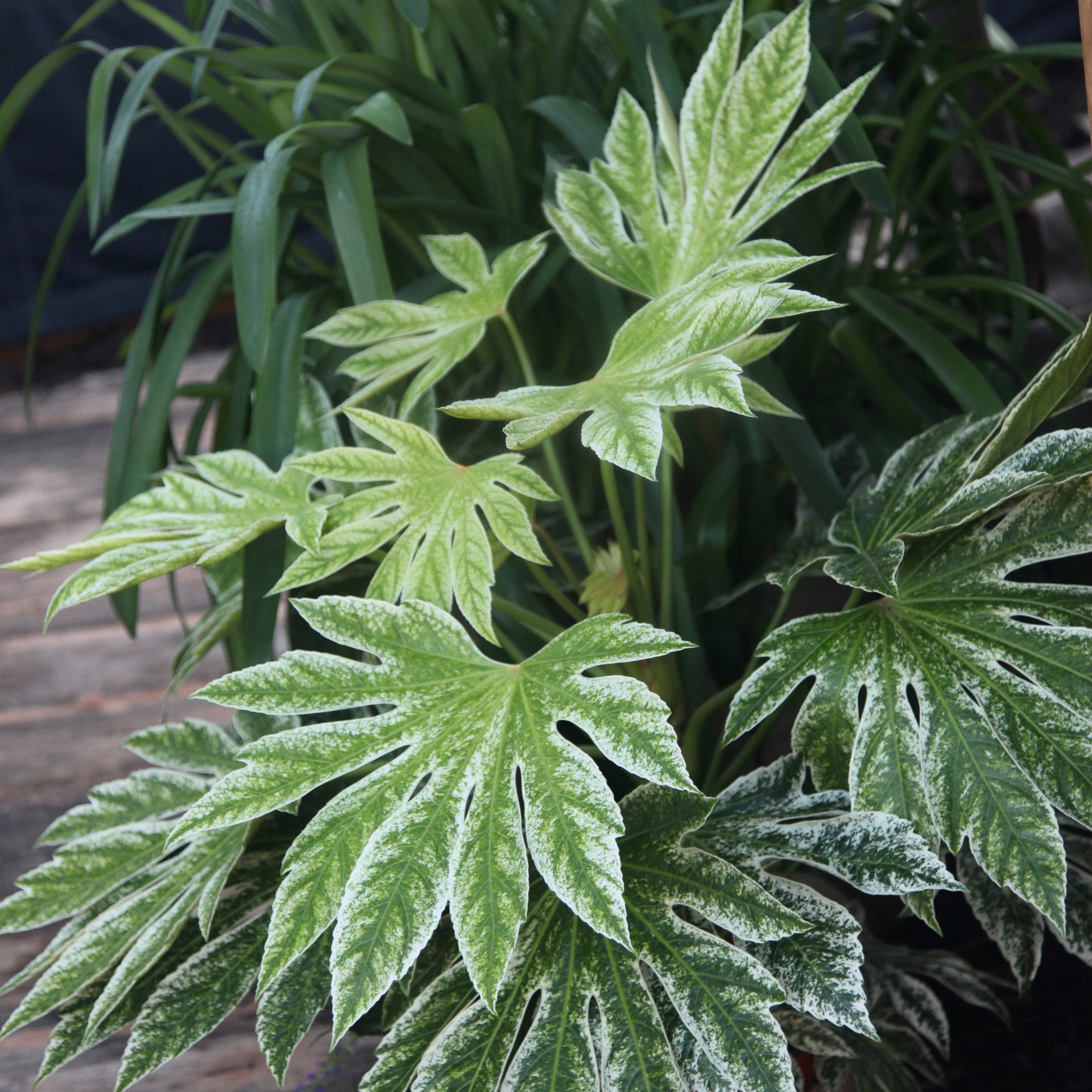 Selected Instant Impact Plants: 25% off