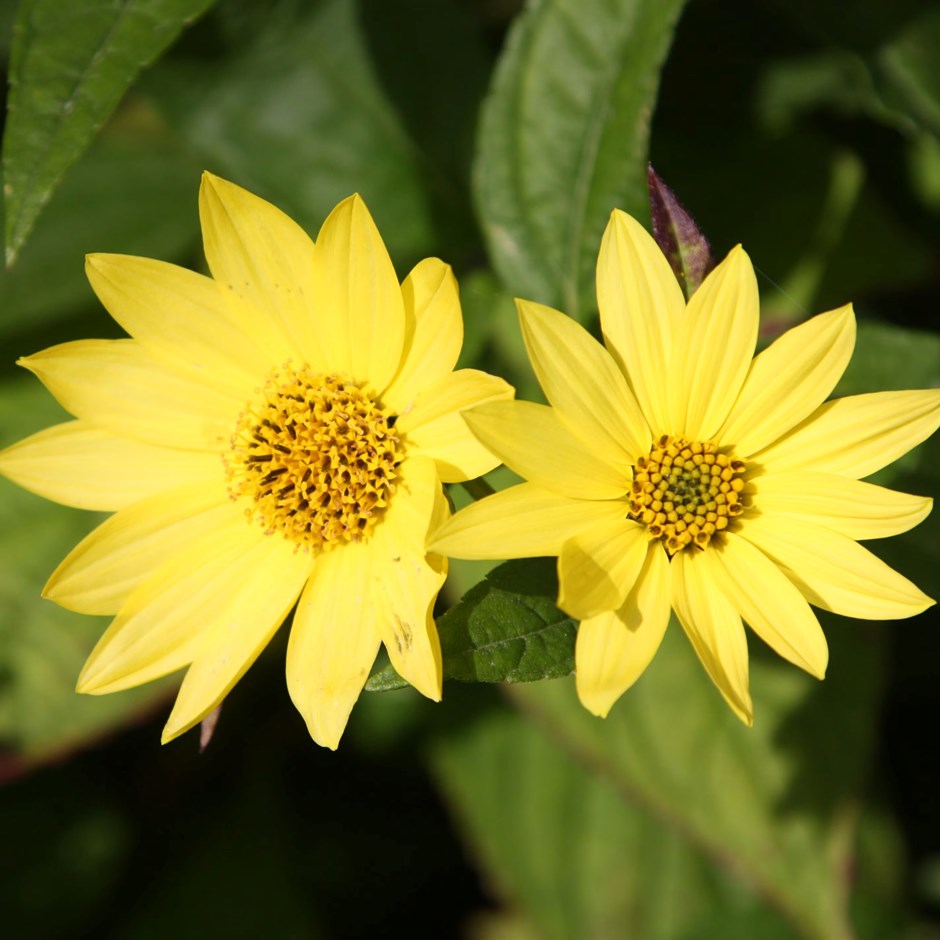 Helianthus Lemon Queen | Sunflower Lemon Queen