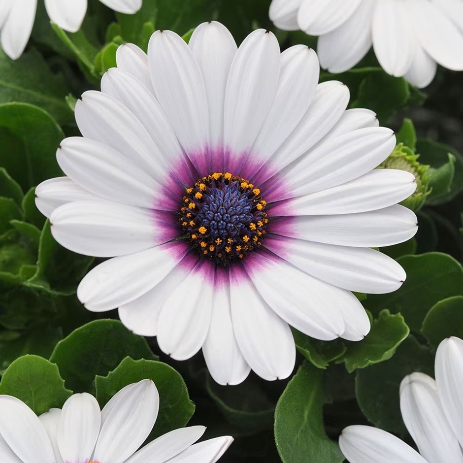 Osteospermum Akila White Purple Eye | African Daisy
