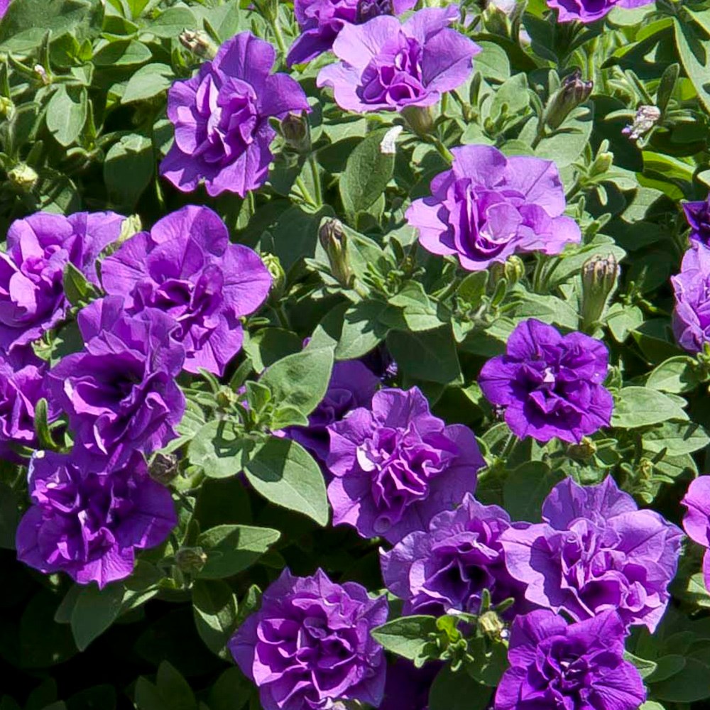 Calibrachoa Can-Can Double Provence Blue | Mini Petunia Or Million Bells