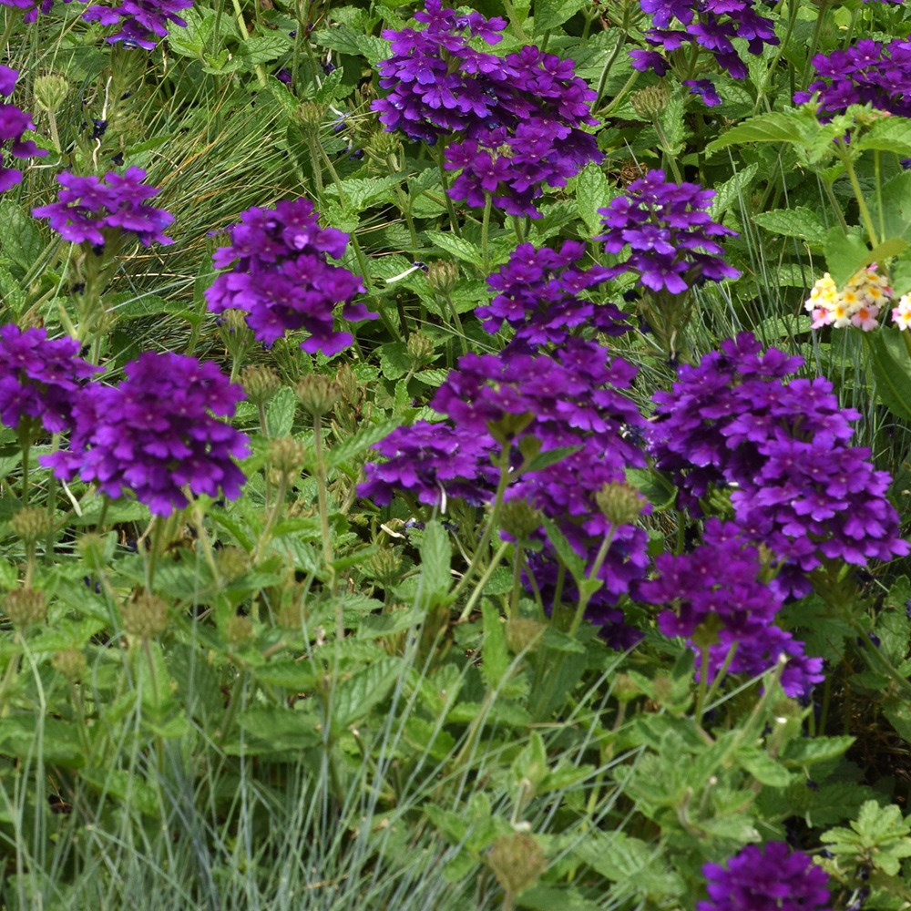 Verbena Endurascape Dark Purple