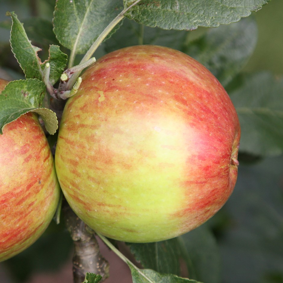 Apple Laxton's Fortune | Eating / Dessert Apple