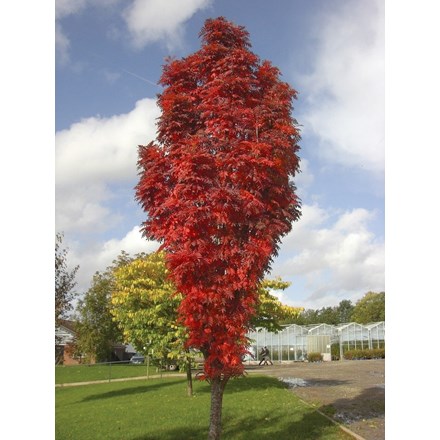 Sorbus Autumn Spire ('Flanrock') (PBR)