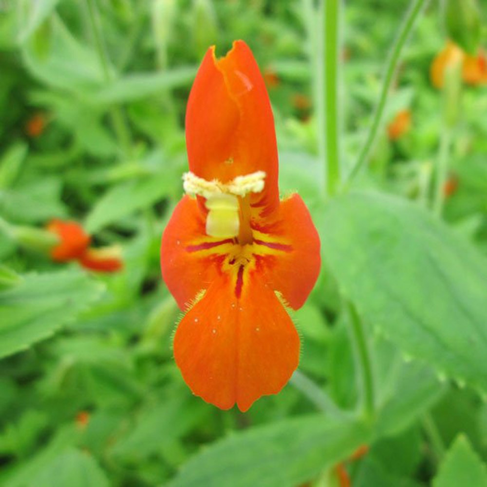 Mimulus Cardinalis | Scarlet Monkey Flower