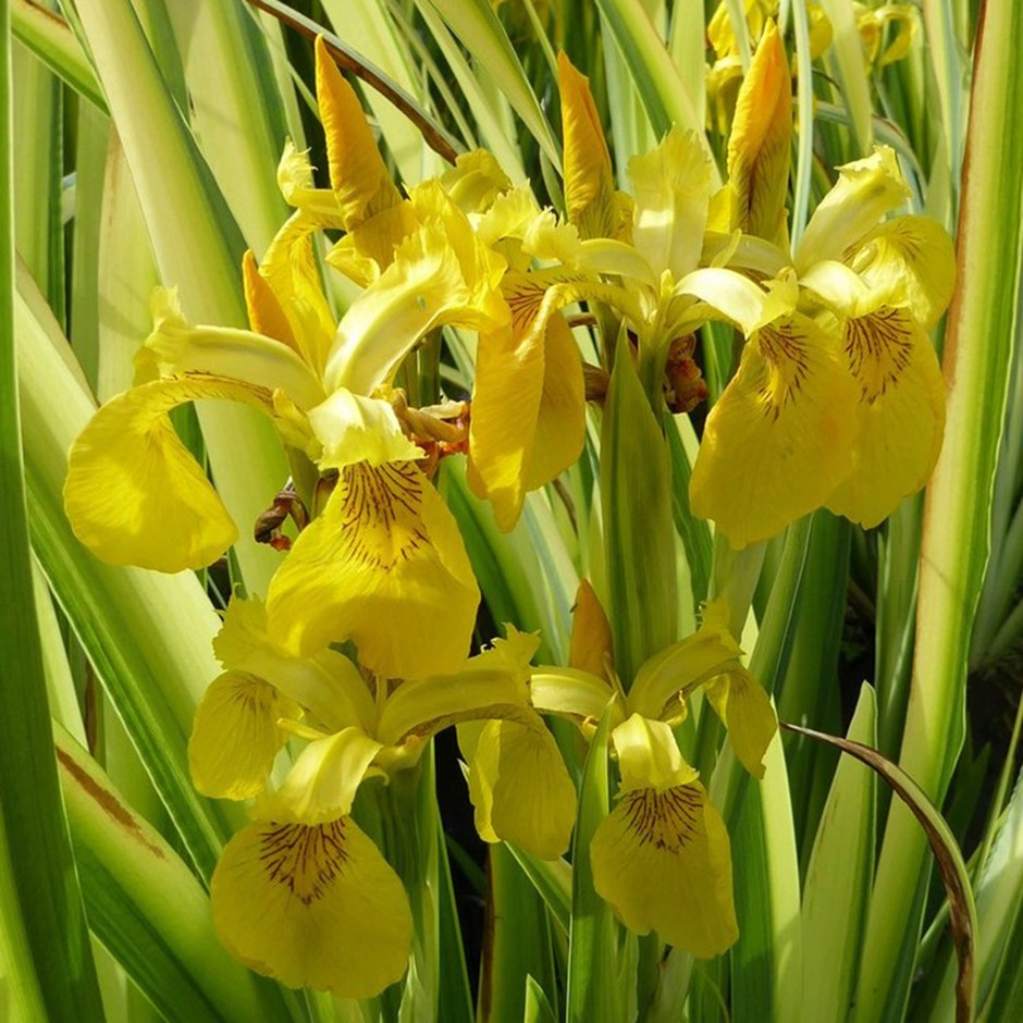 Iris Pseudacorus Variegata | Variegated Flag Iris