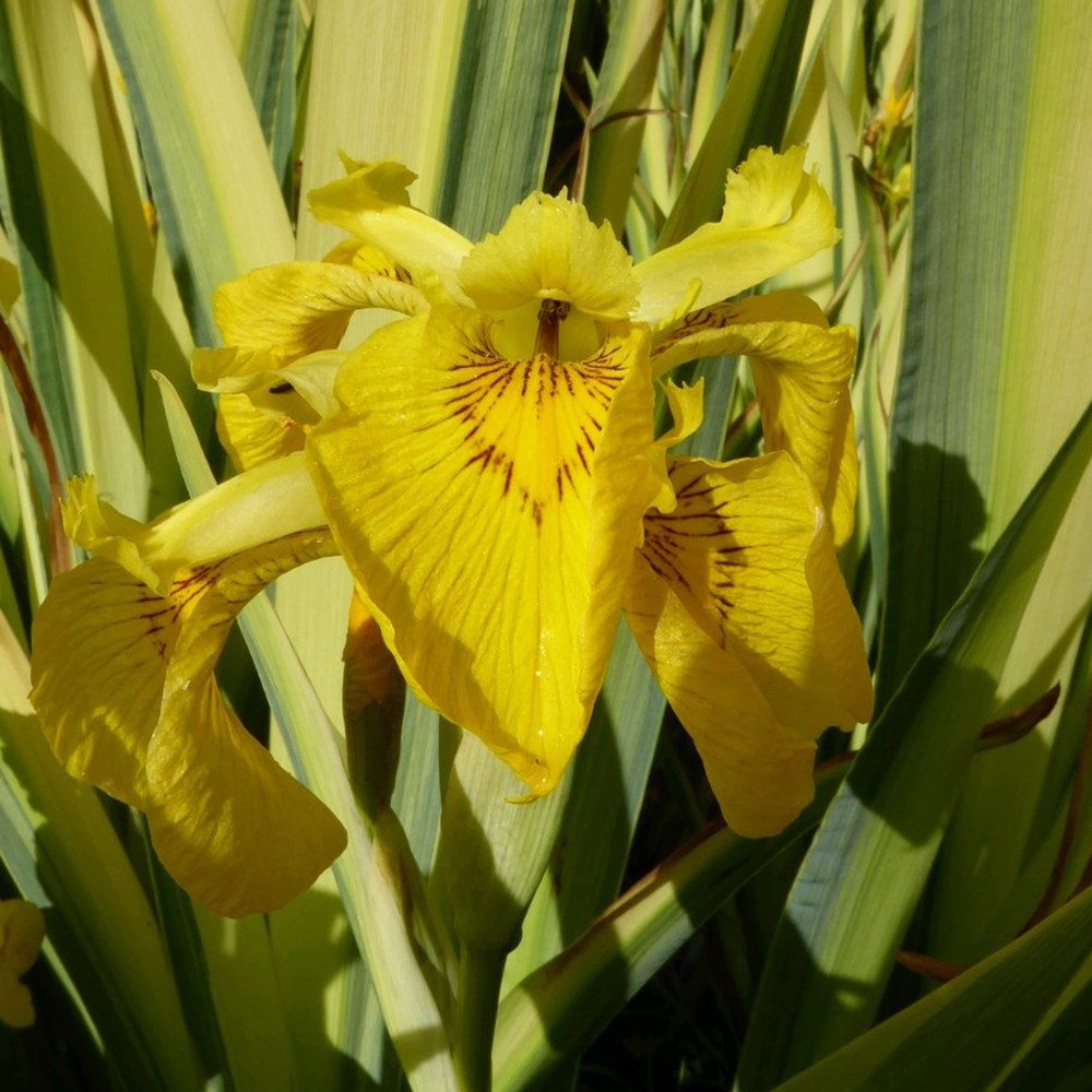 Iris Pseudacorus Variegata | Variegated Flag Iris