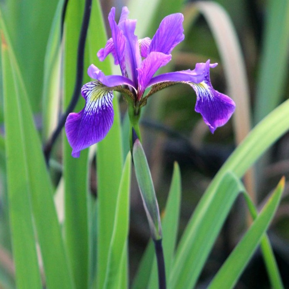 Iris × Robusta Gerald Darby | Iris