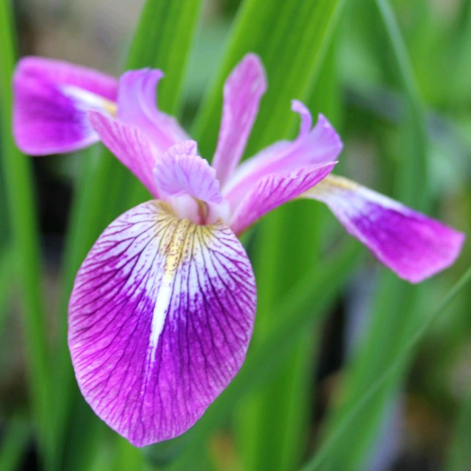 Iris Versicolor | Blue Flag Iris