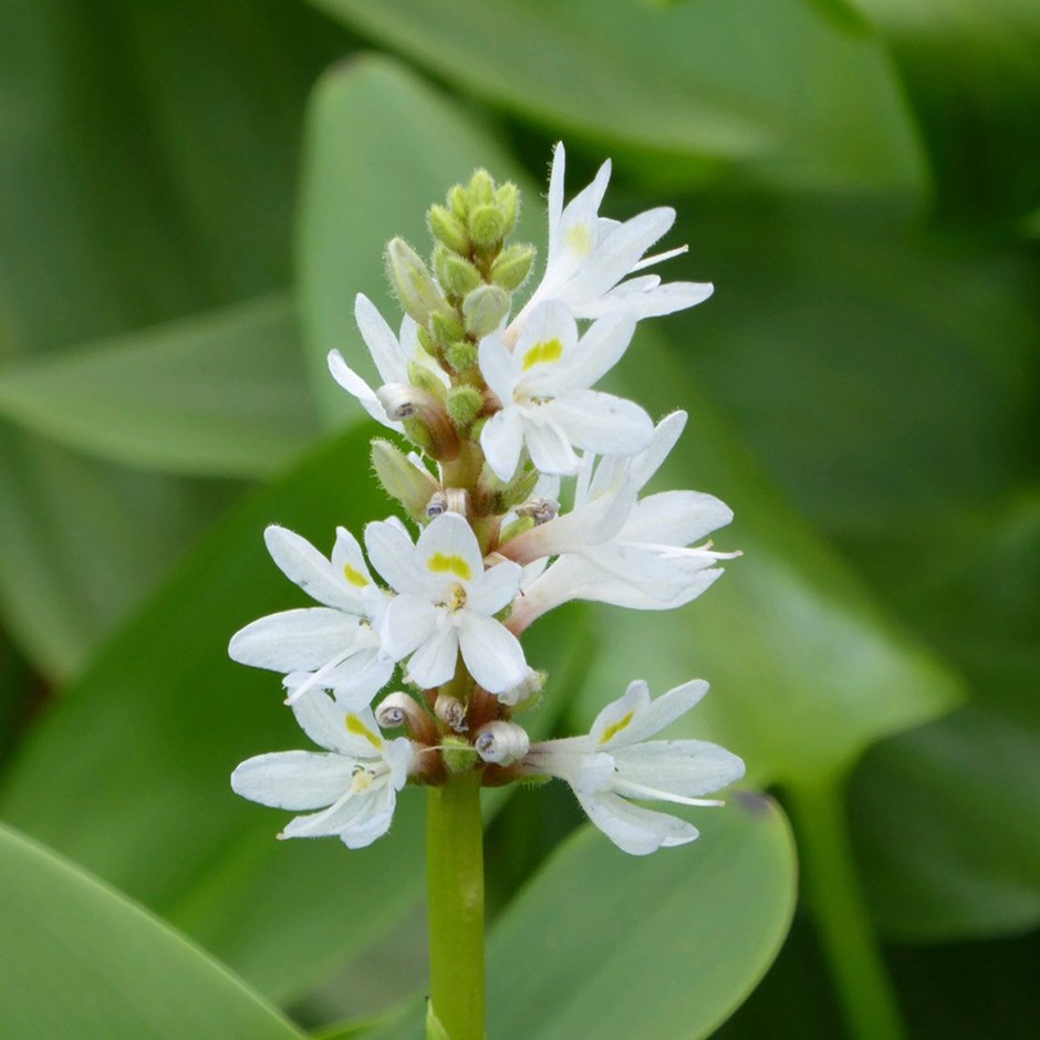 Pontederia Cordata F. Albiflora | Pickerel Weed Syn. Pontederia Cordata Alba