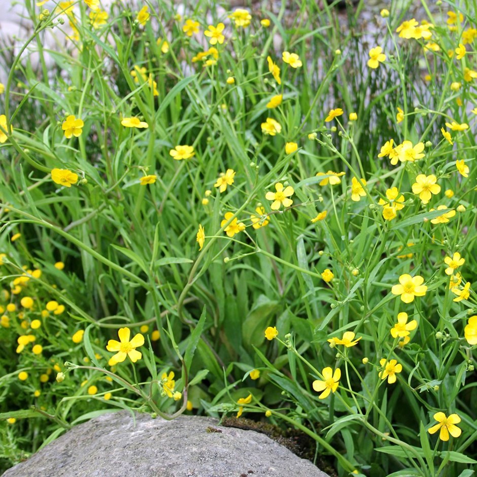 Ranunculus Flammula | Lesser Spearwort