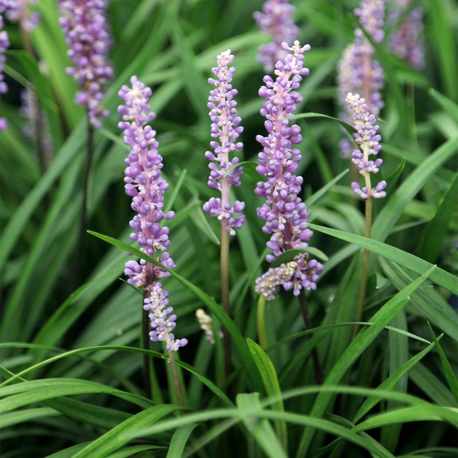 <i>Liriope muscari</i> 'Moneymaker'
