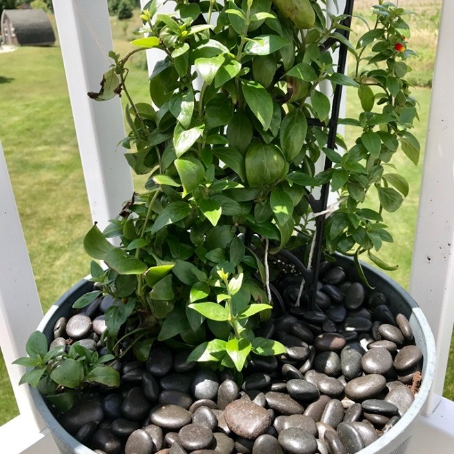Black River Pebbles Pot Toppers 2.2Kg
