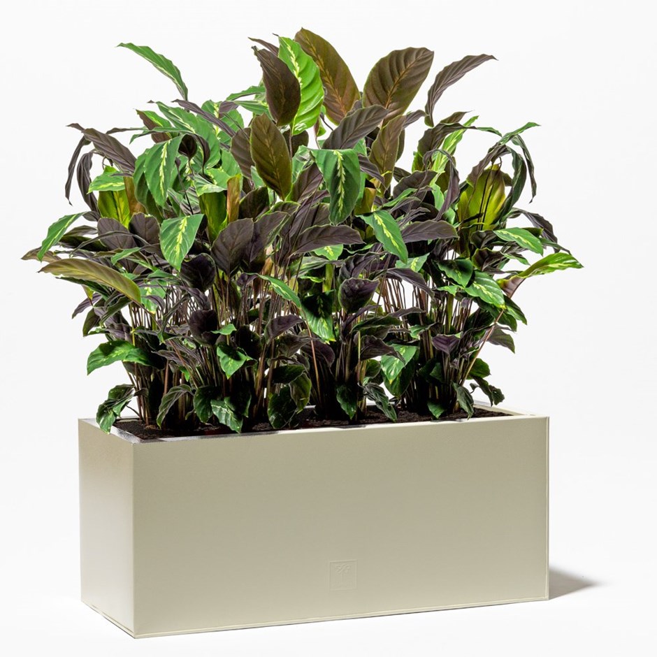 Ivory Zinc Trough Planter