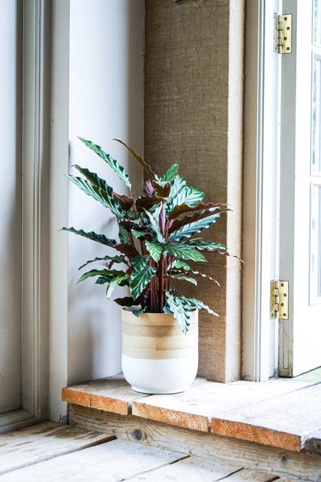 White Bamboo Planter