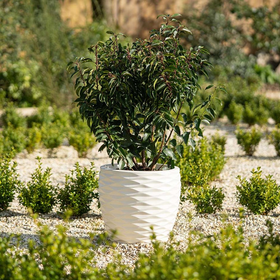 43cm Bilbao Ivory Round Planter