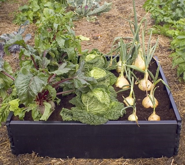 Black Plastic Square Raised Grow Bed