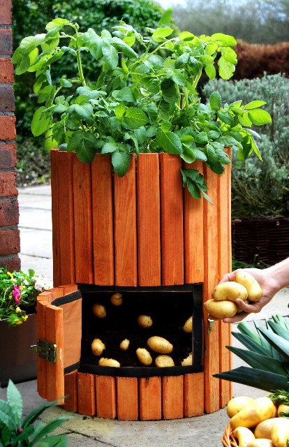 Lacewing Wooden Potato Barrel