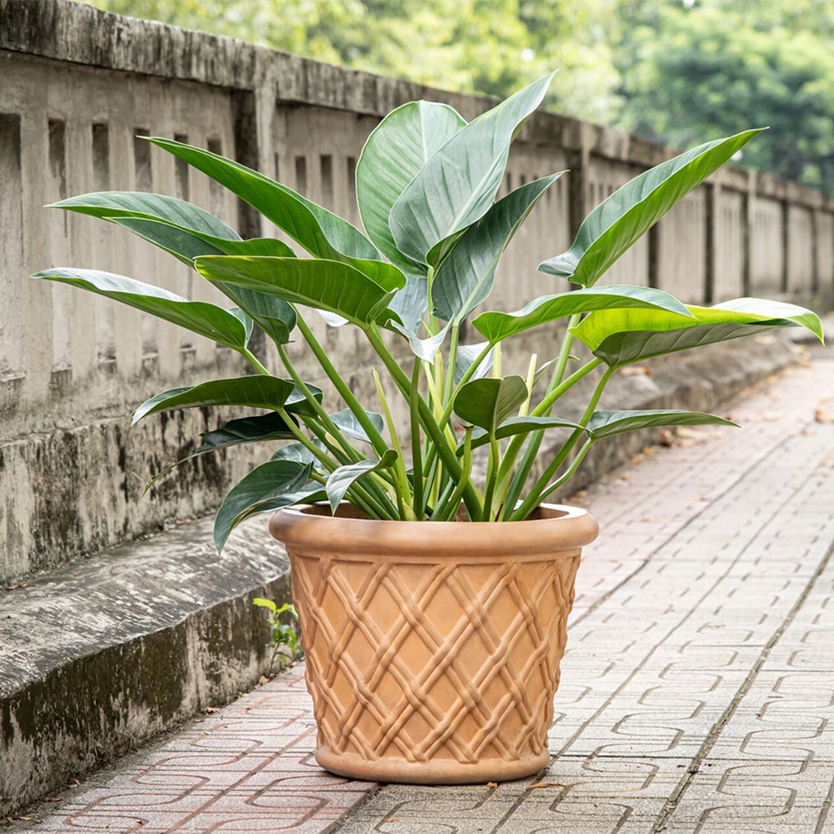 Riga Terracotta Concrete Lattice Round Planter