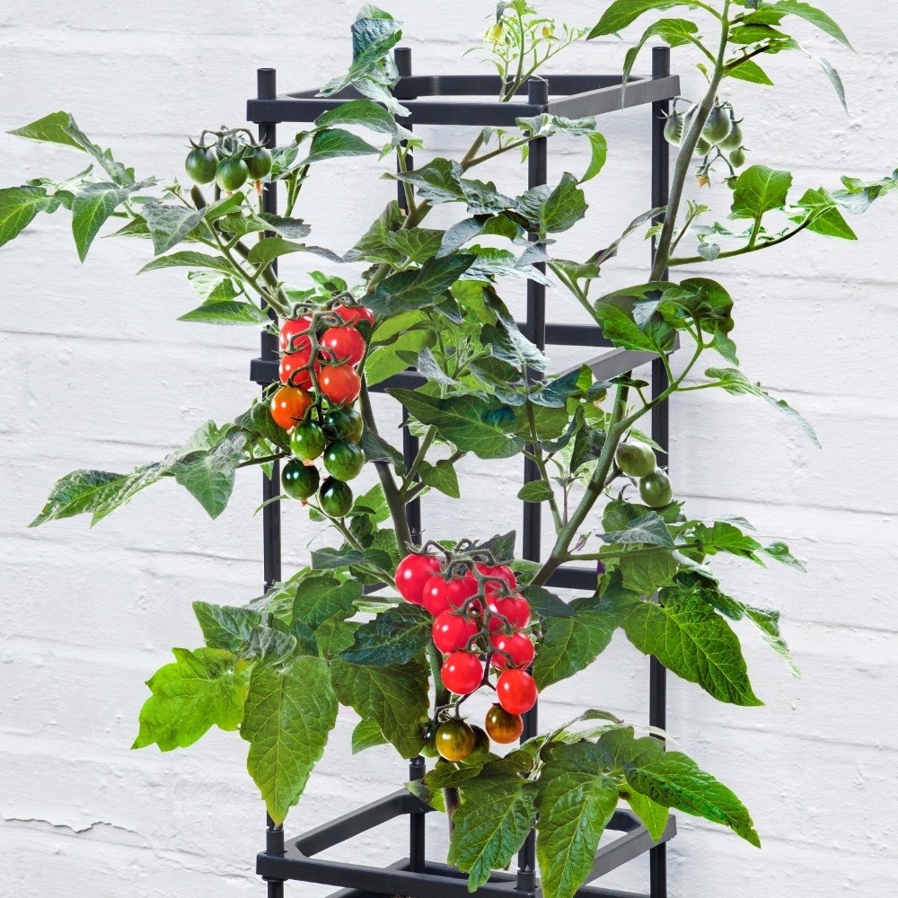 4 Tier Trellis Tomato Planter