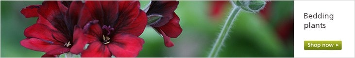 Buy bedding plants