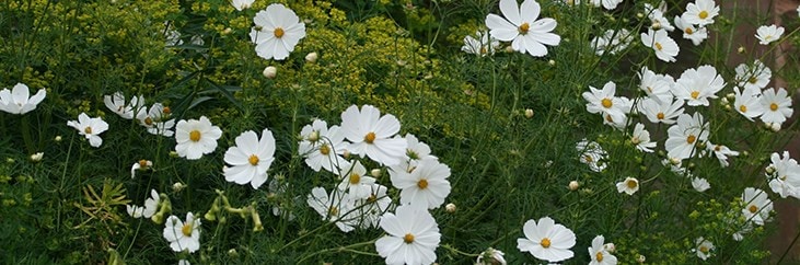 Cosmos bipinnatus Purity