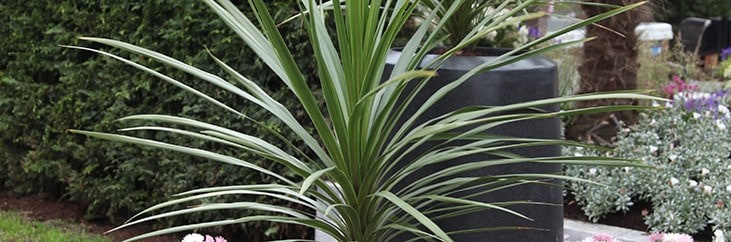 Cabbage tree - Cordyline australis